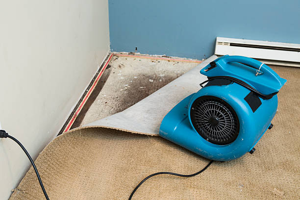 Best Flood damage cleanup  in Jasper, TN